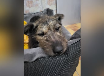 Rumänische Mischlingshündin sucht Zuhause