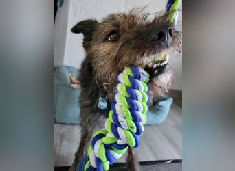 Rumänische Mischlingshündin sucht Zuhause