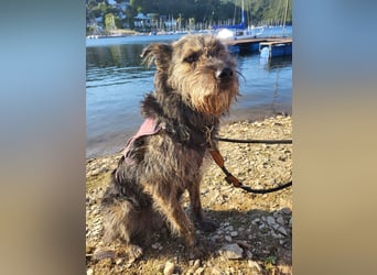 Rumänische Mischlingshündin sucht Zuhause