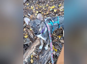 Süße Zaubermaus Tammi sucht liebevolles Zuhause