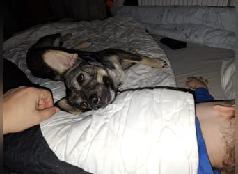 Süße Zaubermaus Tammi sucht liebevolles Zuhause