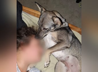 Süße Zaubermaus Tammi sucht liebevolles Zuhause