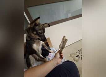 Süße Zaubermaus Tammi sucht liebevolles Zuhause