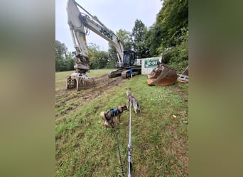 Süße Zaubermaus Tammi sucht liebevolles Zuhause