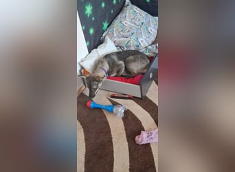 Süße Zaubermaus Tammi sucht liebevolles Zuhause