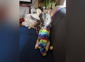 Süße Zaubermaus Tammi sucht liebevolles Zuhause