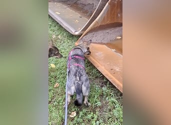 Süße Zaubermaus Tammi sucht liebevolles Zuhause