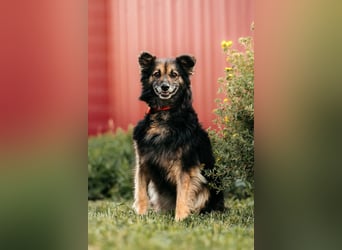 Tolle Zajka sucht liebevolles Zuhause