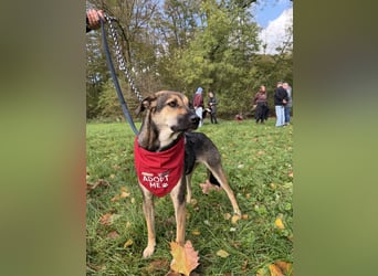 Dasha – fröhliche, sensible Junghündin sucht ihr Für-immer-Zuhause ❤️