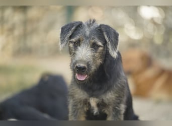 Lani – fröhliche kleine Hündin sucht ihre Menschen