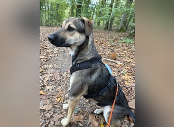 Dasha – fröhliche, sensible Junghündin sucht ihr Für-immer-Zuhause ❤️