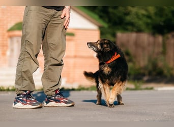 Tolle Zajka sucht liebevolles Zuhause