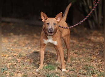 IVY- aufgeschlossen gegenüber Mensch und Hund