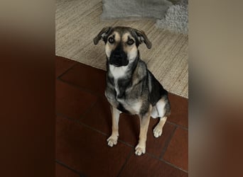 Dasha – fröhliche, sensible Junghündin sucht ihr Für-immer-Zuhause ❤️