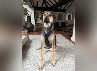 Dasha – fröhliche, sensible Junghündin sucht ihr Für-immer-Zuhause ❤️