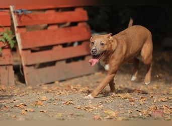 IVY- aufgeschlossen gegenüber Mensch und Hund