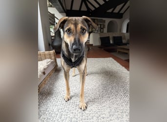 Dasha – fröhliche, sensible Junghündin sucht ihr Für-immer-Zuhause ❤️
