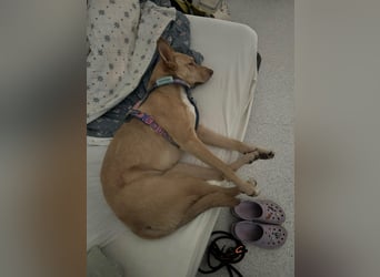 Elsa - sportliche Hündin sucht ruhiges Zuhause bei erfahrenen Hundemenschen