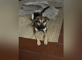 Dasha – fröhliche, sensible Junghündin sucht ihr Für-immer-Zuhause ❤️