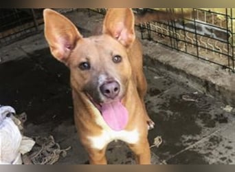 IVY- aufgeschlossen gegenüber Mensch und Hund