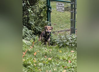 Dasha – fröhliche, sensible Junghündin sucht ihr Für-immer-Zuhause ❤️