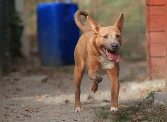 IVY- aufgeschlossen gegenüber Mensch und Hund