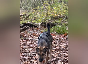 Dasha – fröhliche, sensible Junghündin sucht ihr Für-immer-Zuhause ❤️
