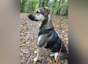 Dasha – fröhliche, sensible Junghündin sucht ihr Für-immer-Zuhause ❤️