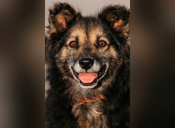 Tolle Zajka sucht liebevolles Zuhause