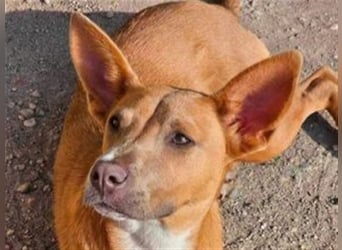 IVY- aufgeschlossen gegenüber Mensch und Hund