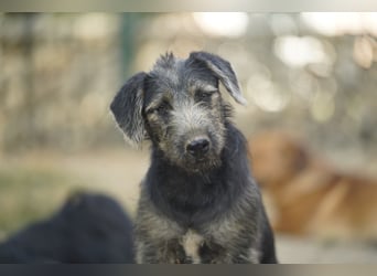 Lani – fröhliche kleine Hündin sucht ihre Menschen