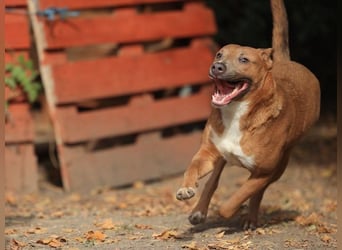 IVY- aufgeschlossen gegenüber Mensch und Hund