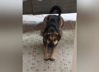 Dasha – fröhliche, sensible Junghündin sucht ihr Für-immer-Zuhause ❤️