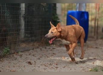 IVY- aufgeschlossen gegenüber Mensch und Hund