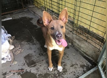 IVY- aufgeschlossen gegenüber Mensch und Hund