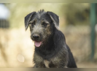 Lani – fröhliche kleine Hündin sucht ihre Menschen