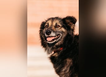 Tolle Zajka sucht liebevolles Zuhause