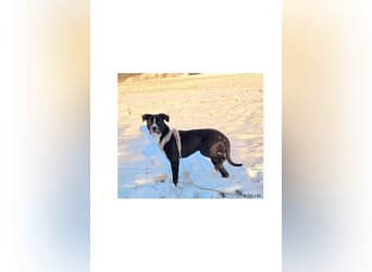 Shadow sucht ein neues Zuhause