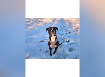 Shadow sucht ein neues Zuhause