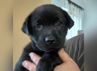 Bella sucht ein Zuhause