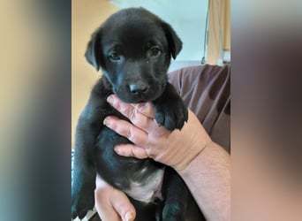 Bella sucht ein Zuhause