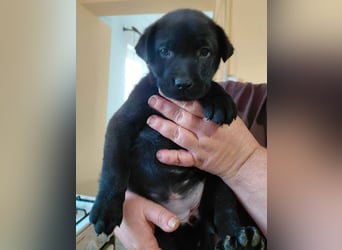 Bella sucht ein Zuhause