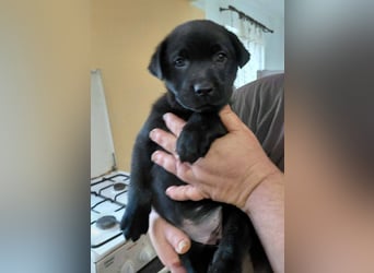 Bella sucht ein Zuhause