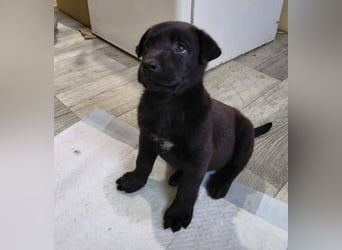 Bella sucht ein Zuhause