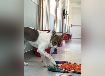 Amelia - ängstliches, aber neugieriges Welpenmädchen sucht ein Zuhause