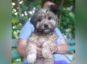 Cindy - kleine Herzensbrecherin sucht ein Zuhause