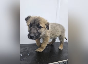 Oskar - aufgeweckter Welpe sucht ein Zuhause