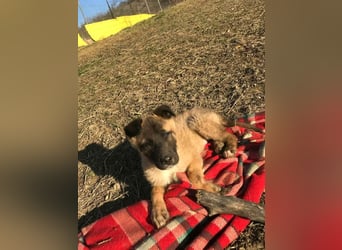 Lumi - verspieltes, freundliches Welpenmädchen sucht ein Zuhause