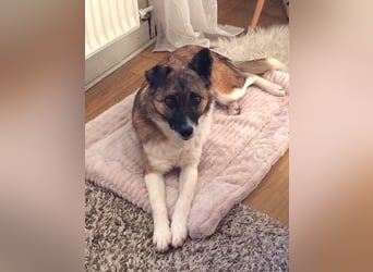 Tina - liebe Hündin sucht ihr Glück als Zweithund / z.Zt. in 93170 Bernhardswald