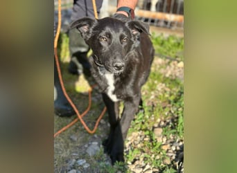 Louis - ruhiger, vorsichtiger Hundejunge sucht ein Zuhause